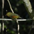 Leiothrix jaune dans les Landes