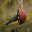 Mésange bleue dans une noix de coco