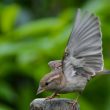 Jeune Moineau domestique