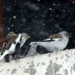 Niverolles alpines sous la neige