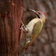 Pic de Levaillant | Picus vaillantii | Levaillant’s Woodpecker