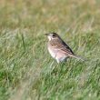 Pipit de Richard en baie du Mont-Saint-Michel