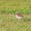 Pipit de Richard hivernant