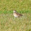 Pipit de Richard en Normandie