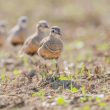 Pluviers guignards dans la plaine de Burdinne