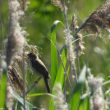 Une rousserolle à identifier