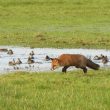 Renard roux et Sarcelles d’hiver