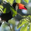 Toucan toco près des chutes d’Iguazú