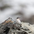 Traquet motteux dans les Alpes