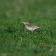 Pipit de Richard bagué dans le Var