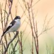 Gobemouche noir mâle en migration