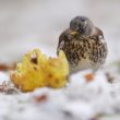 Grive litorne dans la neige