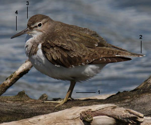 Chevalier guignette (Actitis hypoleucos) juvénile