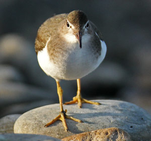 Chevalier grivelé (Actitis macularius) juvénile