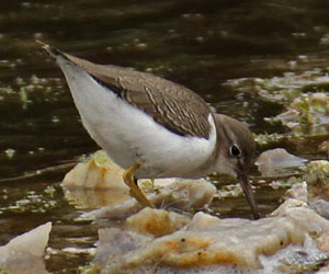 Chevalier grivelé (Actitis macularius) de première année