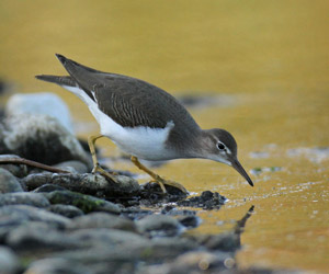 Chevalier grivelé (Actitis macularius) juvénile 