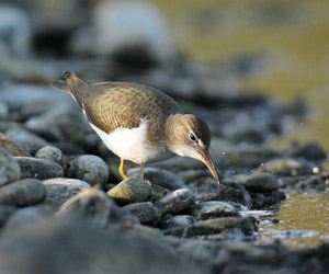 Chevalier grivelé (Actitis macularius) juvénile