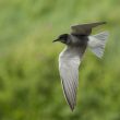 Guifette noire en plumage nuptial