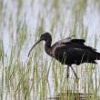 Ibis falcinelle en Catalogne