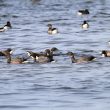 Bernaches cravants dans le bassin d’Arcachon