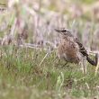 Pipit spioncelle dans le bassin d’Arcachon