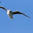 Mouette pygmée