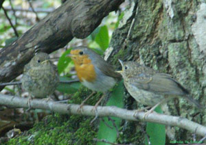 Rougegorges familiers (Erithacus rubecula)