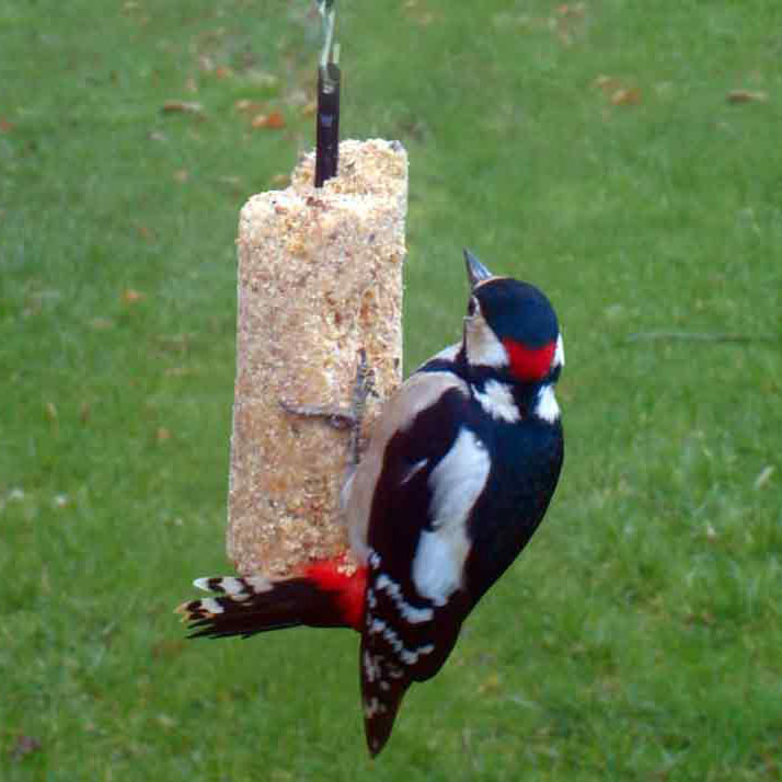 Rêve d'Oiseau - sans Coquille - Graines pour Oiseaux Sauvages sans Blé I Nourriture  pour Oiseaux de Qualité Supérieure I Graine Oiseaux Exterieur (2,5kg) :  : Jardin