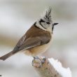 Mésange huppée sous la neige