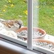 Moineau domestique sur mon balcon