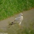 Un Busard pâle mâle a tenté de s’accoupler avec un Busard cendré dans les Deux-Sèvres en mai 2019