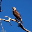 La Buse du Maghreb serait en fait une sous-espèce de la Buse variable