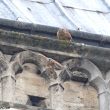 L’incendie de Notre-Dame de Paris et les Faucons crécerelles