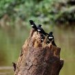 Les hirondelles seraient capables de plonger sous l’eau pour échapper à un prédateur