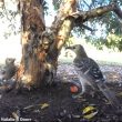 Certains Jardiniers à nuque rose paraderaient autour d’un tronc pour échapper aux destructions