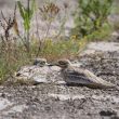 L’étonnante capacité d’adaptation de l’Œdicnème criard