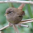 Le troglodyte n’est pas toujours mignon avec le Cincle plongeur