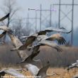 Un éclairage ultraviolet pourrait diminuer les collisions des oiseaux avec les lignes électriques