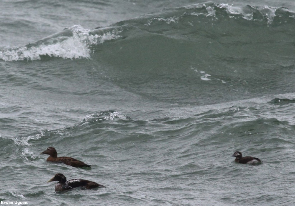 Harelde boréale (Clangula hyemalis) et Eiders à duvet (Somateria mollissima)