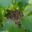 Viticulture biologique : favoriser la présence des oiseaux