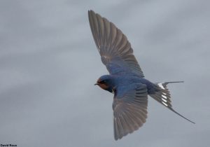 Hirondelle rustique (Hirundo rustica)