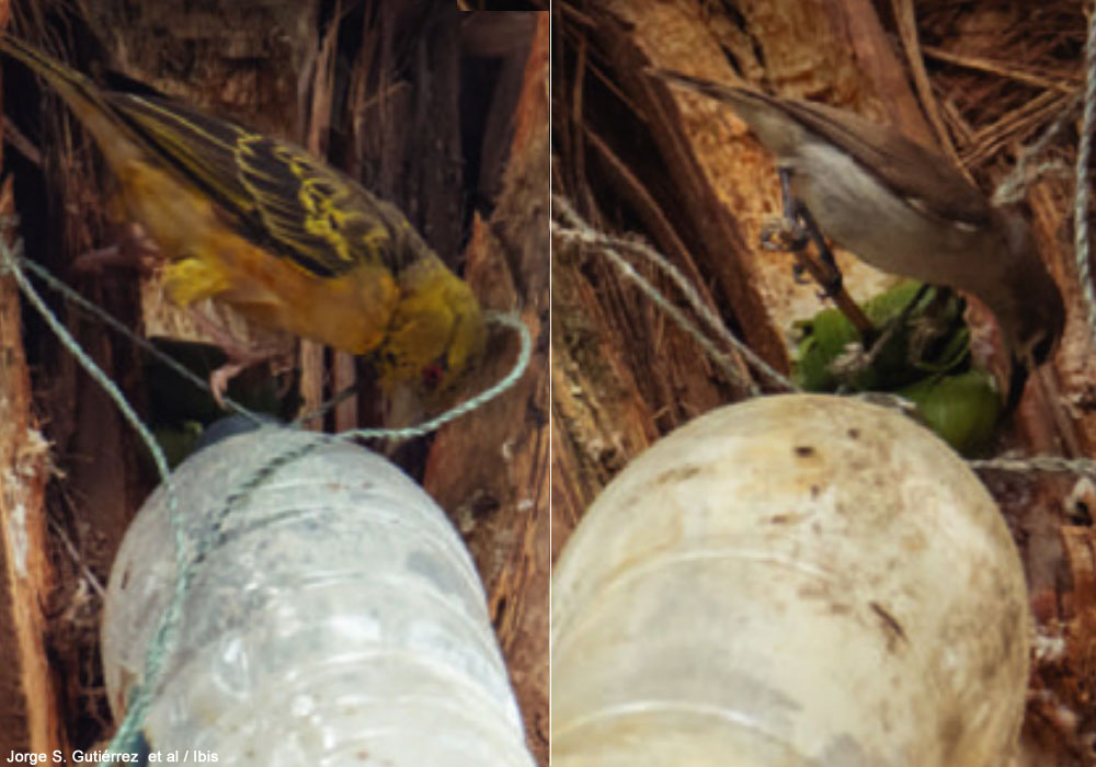 Des oiseaux profitent de la collecte de la sève servant à produire le vin de palme