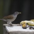 Description d’une nouvelle sous-espèce du Merle leucomèle dans la Serranía de Chiribiquete (Colombie)