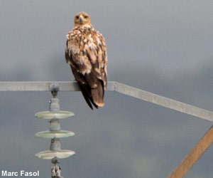 Aigle ibérique (Aquila adalberti), probablement de 3ème année