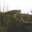 Un cas de nourrissage d’une Buse variable dans un jardin de la Somme (France)