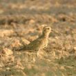 Abandon du projet Europacity : un succès pour les oiseaux des champs