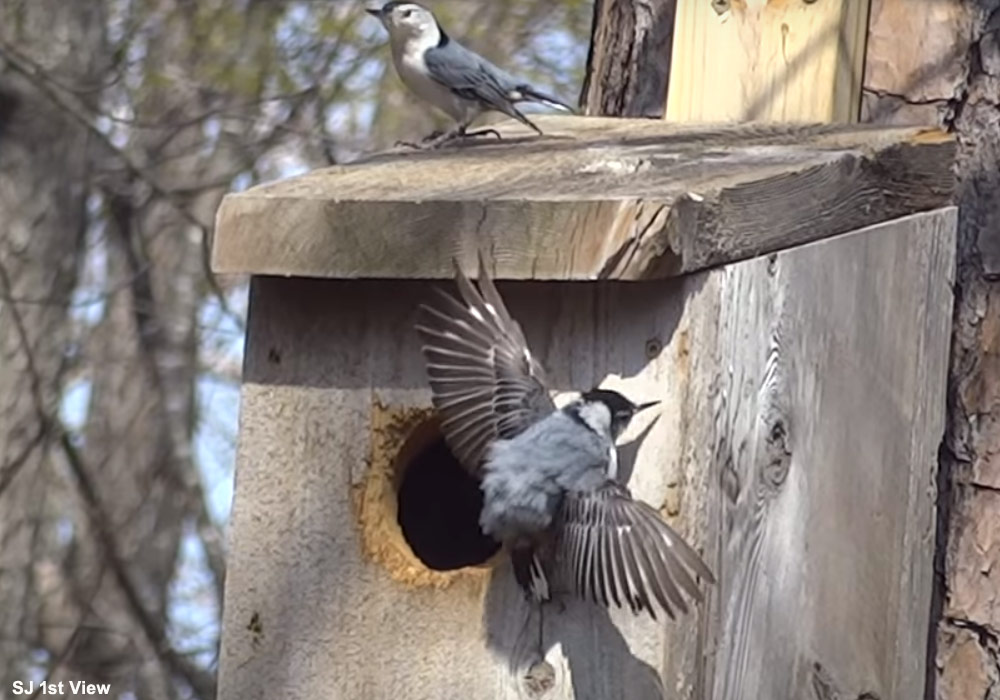 La remarquable posture d’intimidation de la Sittelle à poitrine blanche