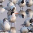 Sternes élégantes en France et en Espagne en 2019 : oiseaux isolés et nidification ratée