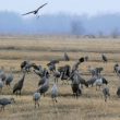 Les Grues du Canada sont en expansion en Asie