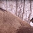 Des passereaux nord-américains garniraient leur nid avec des poils de bison pour masquer l’odeur des œufs et des oisillons